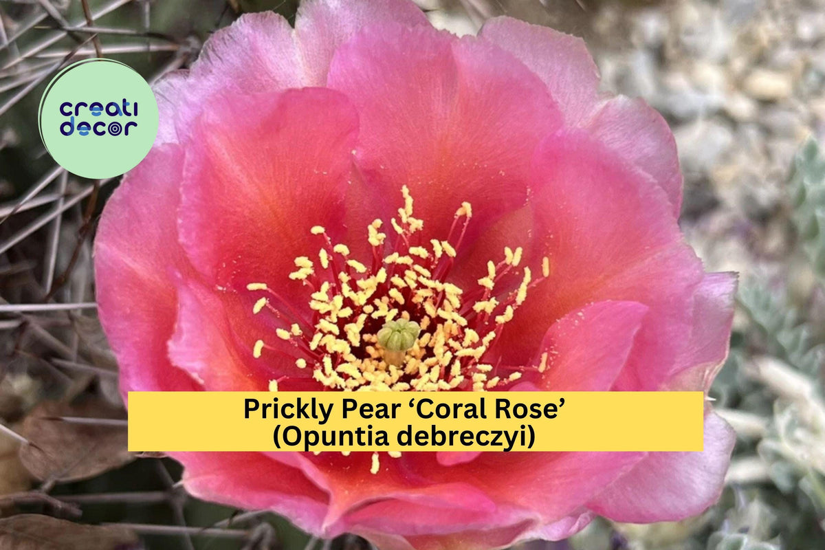 Prickly Pear Cactus Cutting - Coral Rose - Opuntia debreczyi - Cold Hardy - Drought-Tolerant for Rock Gardens & Xeriscapes