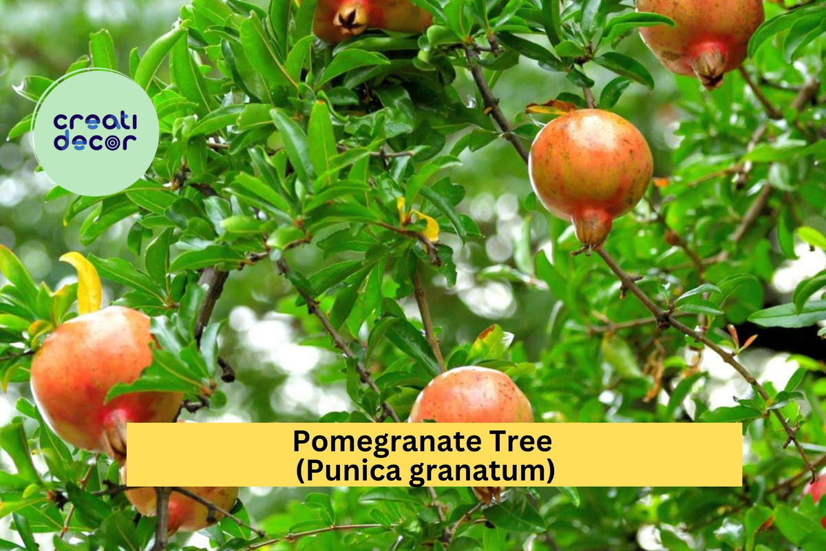 Pomegranate Tree Live Plant - Hardy Fruiting Shrub with Orange-Red Flowers - Punica granatum for Garden or Patio