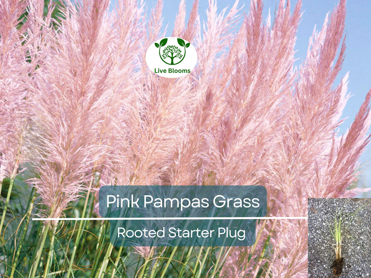 Pink Pampas Grass Starter Plugs - 3 Rooted Plants, Ornamental Grass, Cortaderia Selloana, Hardy & Drought-Resistant Garden Decor