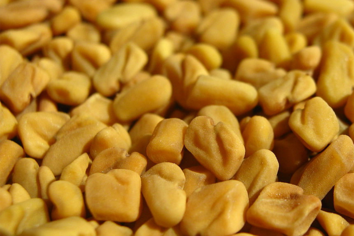 Fenugreek Seeds 50 PCS G85 Culinary Herb Trigonella Foenum-Graecum for Gardening and Cooking
