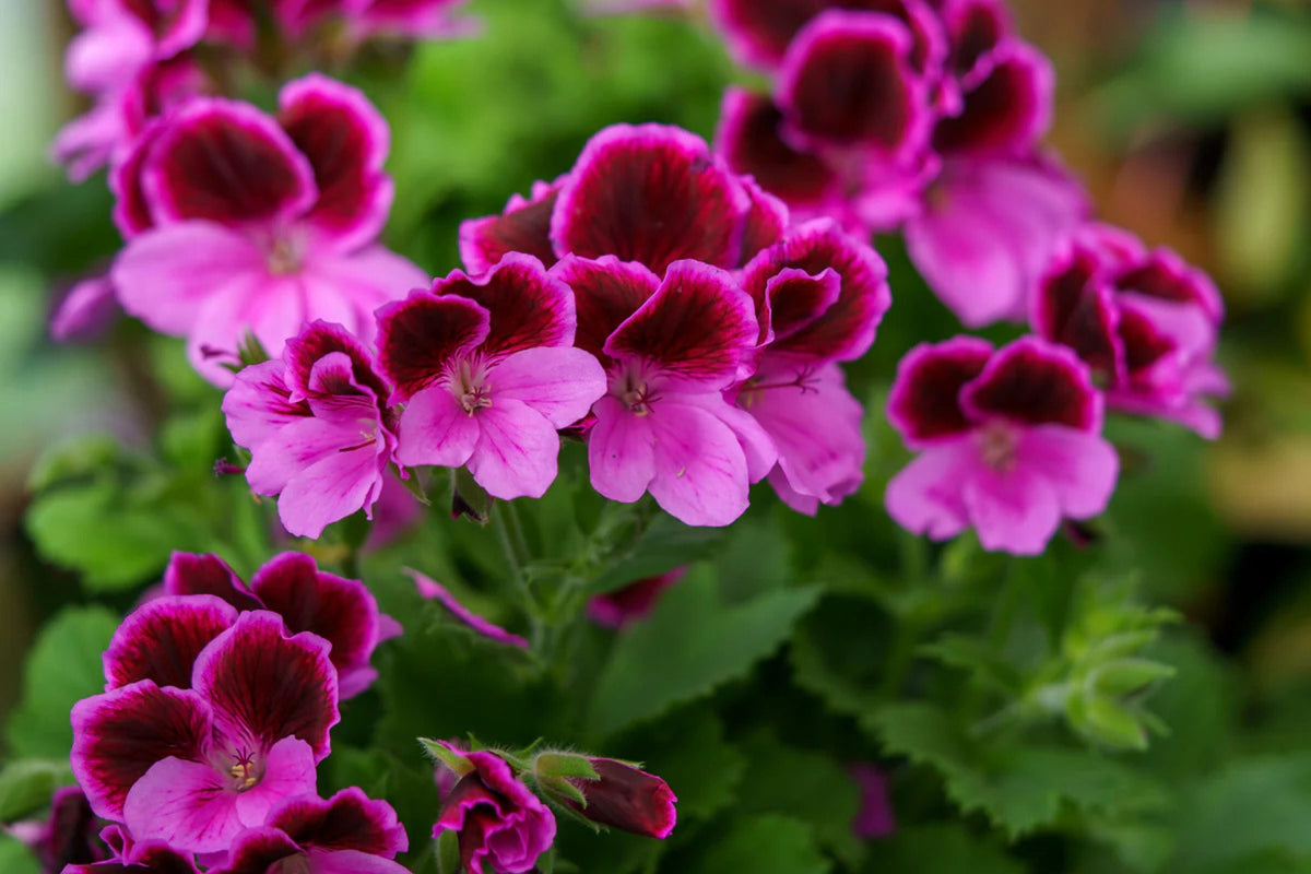 Martha Washington Geranium Seeds - 25 Pelargonium domesticum - Vibrant Container & Garden Flowers - USA Grown Heirloom Seeds