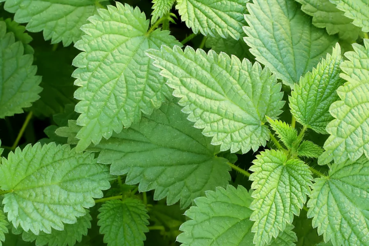 Stinging Nettle Seeds 200 PCS - Urtica Dioica, Nutrient-Rich Perennial Herb for Garden, Easy to Grow, Medicinal Uses