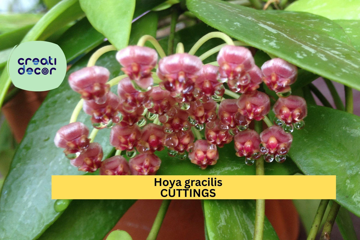 Hoya gracilis Cuttings | 2 Live Pieces | Green Silver-Flecked Leaves | Hoya memoria | Easy Care Trailing Houseplant