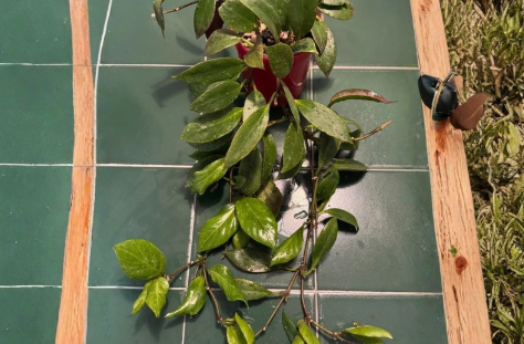 Hoya Sunrise Node Cutting - 1 Unrooted Cutting for Indoor Propagation - Hoya 'Sunrise' Hybrid Houseplant