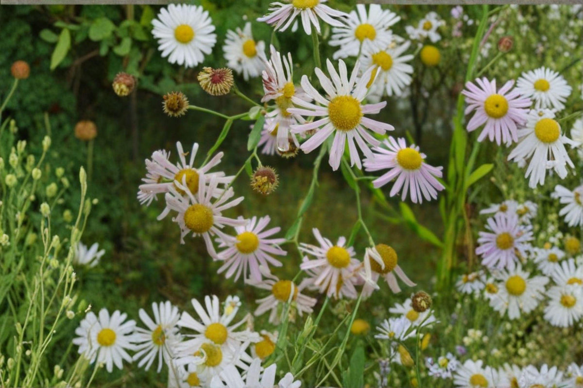 500 Boltonia Decurrens Seeds - Native White Wildflower for Pollinators - Attracts Bees and Butterflies