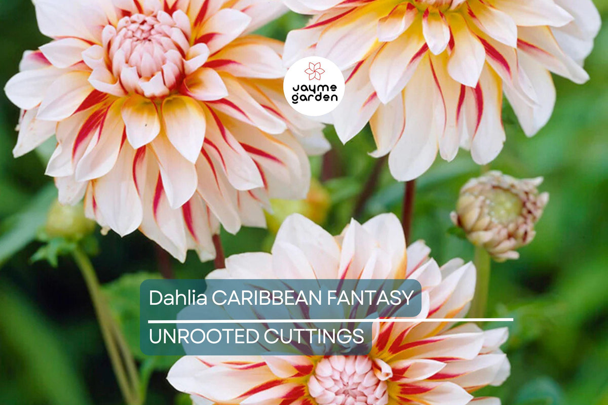 Dahlia Tuber - Caribbean Fantasy - Peach, Yellow, Red Blooms - Fast-Growing Cut Flower - Dahlia 'Caribbean Fantasy' - USDA Zone 8-10