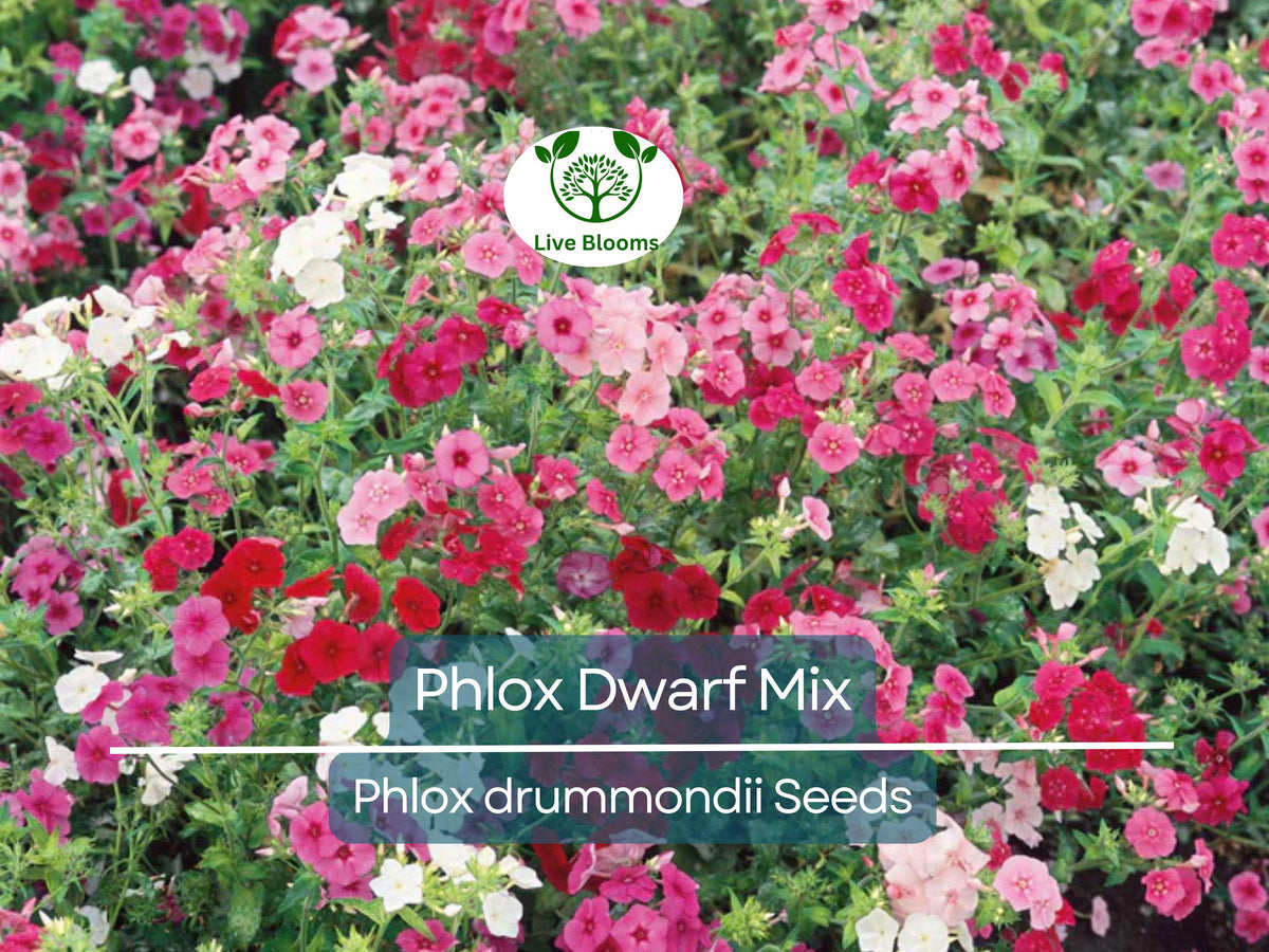 200 Phlox Dwarf Mix Seeds - Heirloom Non-GMO Garden Flower, Perennial, Phlox drummondii, Spring Blooms, Rock Garden Ready