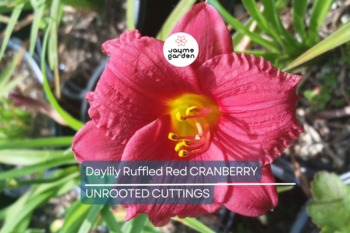 Cranberry Baby Daylily - Dwarf Red Ruffled Blooms - Hemerocallis 'Cranberry Baby' - Re-Blooming, Pollinator Friendly, Zones 3-10