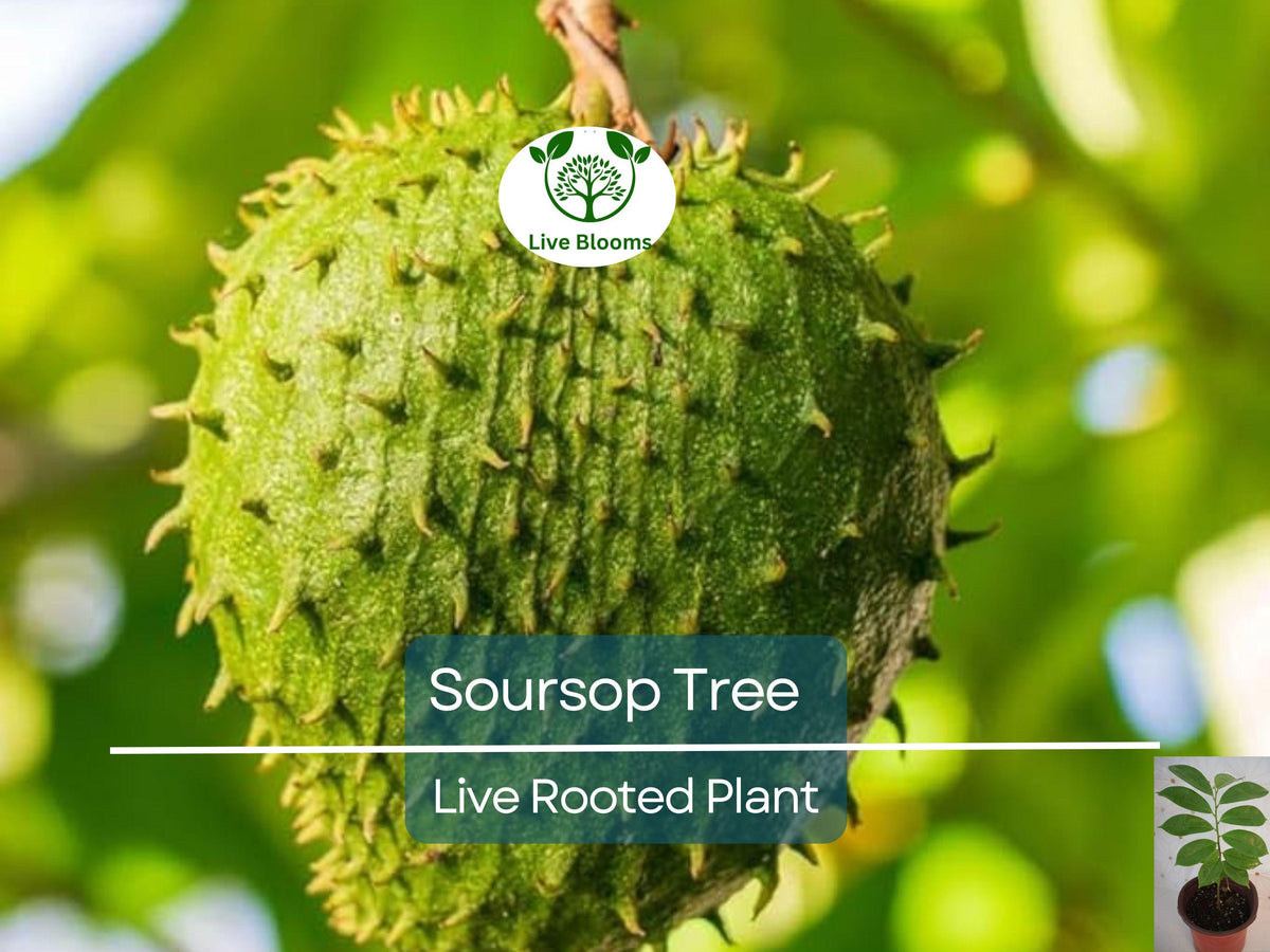 Soursop Tree 4" Pot Guanábana Annona muricata Tropical Fruit Easy to Grow Exotic Plant for Garden Patio