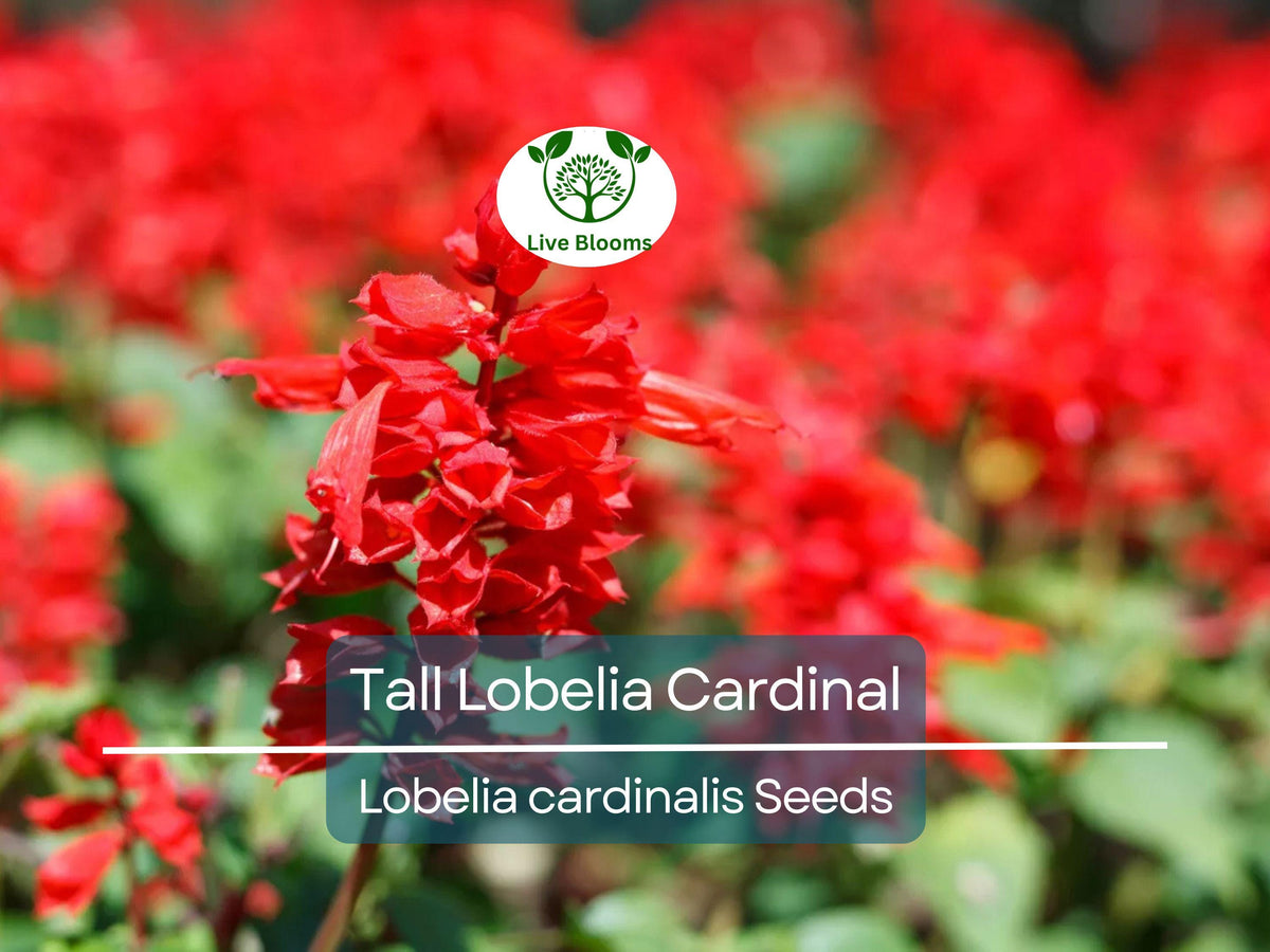 600 Red Wildflower Seeds - Tall Lobelia Cardinal Flower - Lobelia cardinalis - Hardy Perennial for Gardens & Pollinators
