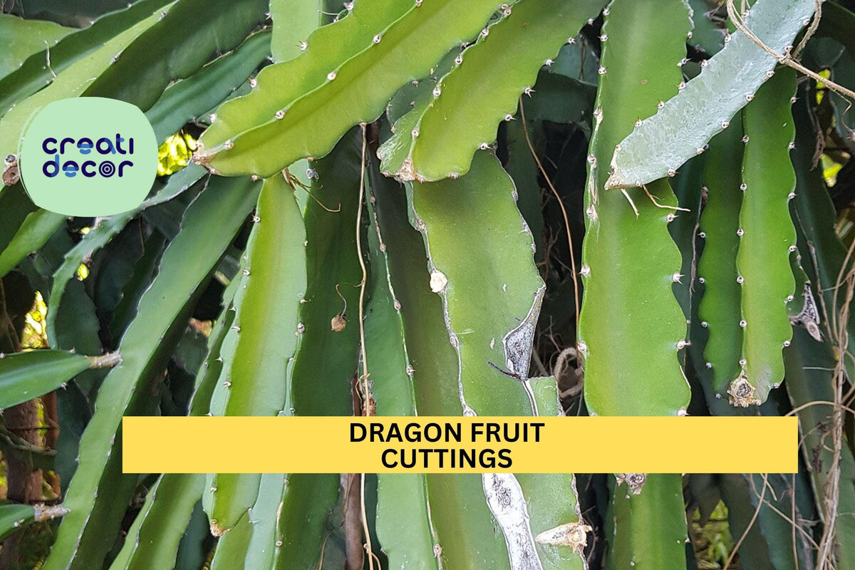 Dragon Fruit Cutting | 8" Unrooted Stem | Random Variety | Hylocereus Cactus Starter | Easy to Root Pitaya Plant