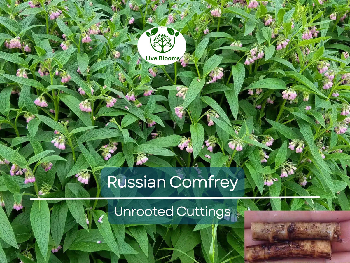 Russian Comfrey Unrooted Cuttings - Bocking 14 Cultivar, Symphytum x uplandicum, Organic Herb for Fertilizer & Compost