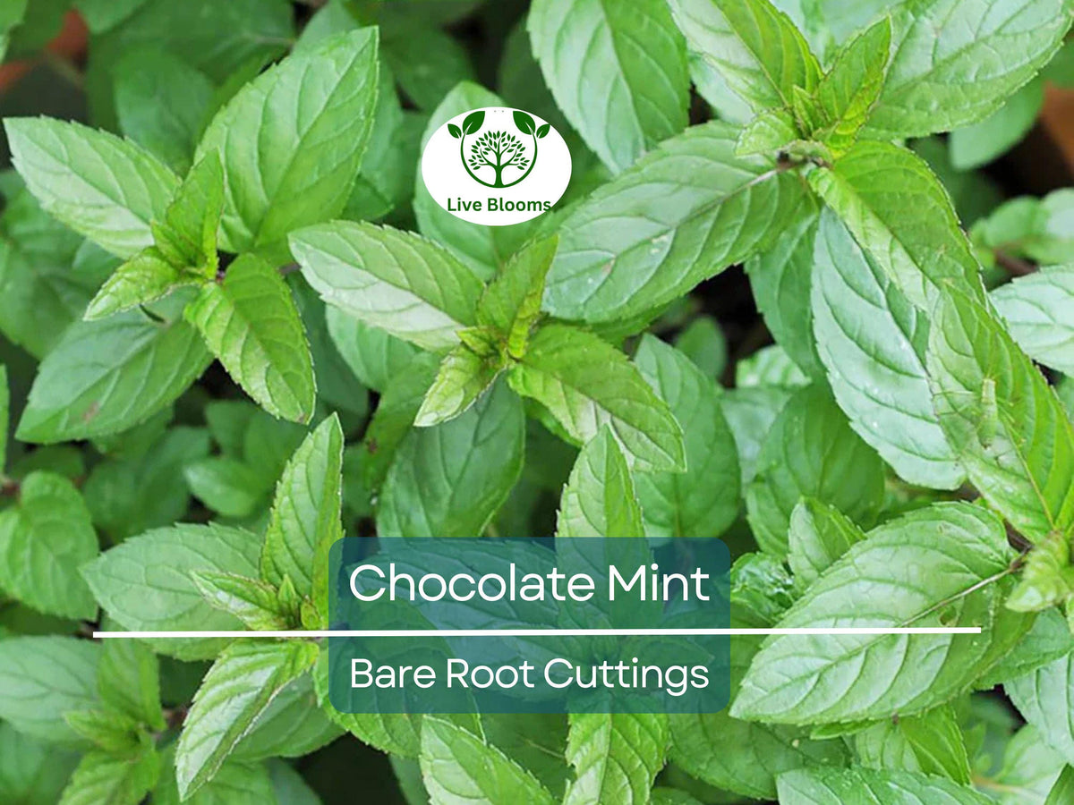 Chocolate Mint Bare Root Cuttings - 3 Pack, Fresh Aromatic Herb, Mentha x piperita, Sweet Flavor for Tea & Cooking