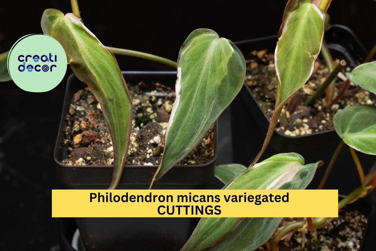 Philodendron Cutting | Unrooted Variegated 'Velvet Halo' | Philodendron hederaceum var. hederaceum | Rare Houseplant