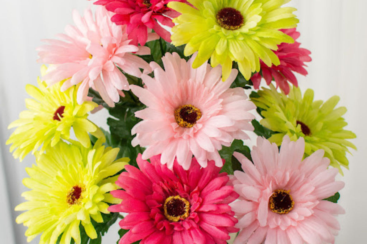 White & Pink Gerbera Daisy Seeds, 200+ Premium Flower Seeds, Pollinator-Friendly, Gerbera jamesonii, Full Sun