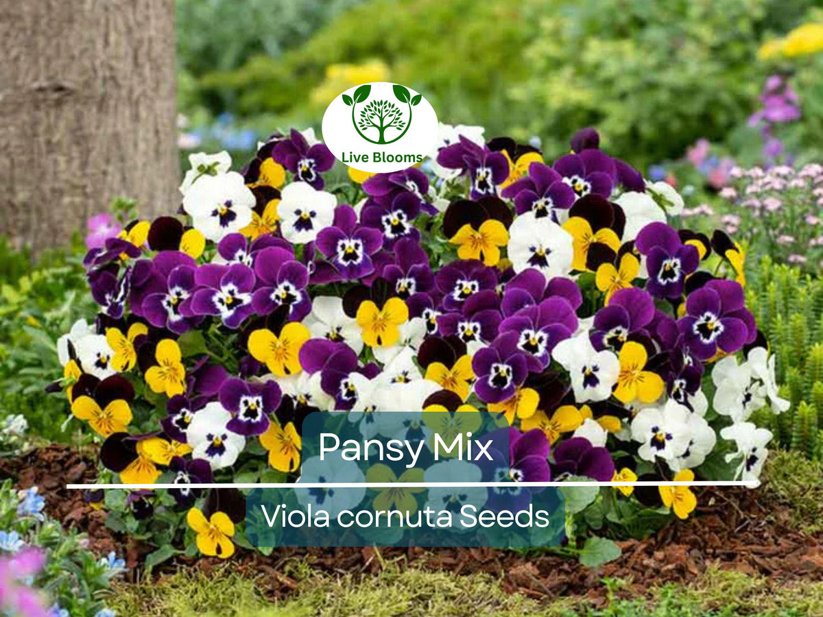 200 Seeds Pansy Mix Heirloom, Non-GMO Viola Flowers, Edible Groundcover, Vibrant Colors, Attracts Pollinators