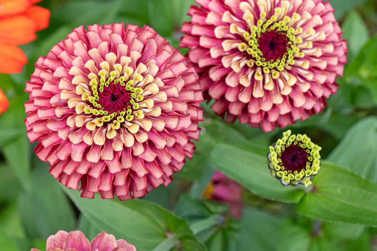 Queen Lime Red Zinnia Seeds - 100+ Bi-Color Blooms - Cut Flower - Zinnia elegans - USA Grown - Easy to Grow for Butterfly Garden