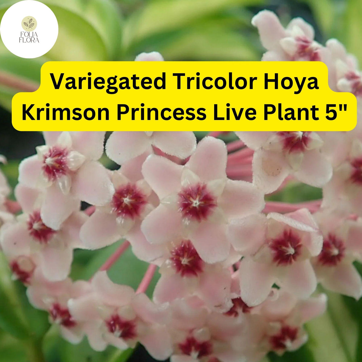 Hoya Carnosa ‘Krimson Princess’ Live Plant 5" in 4” Pot - Variegated Tricolor Wax Plant - Air-Purifying Houseplant