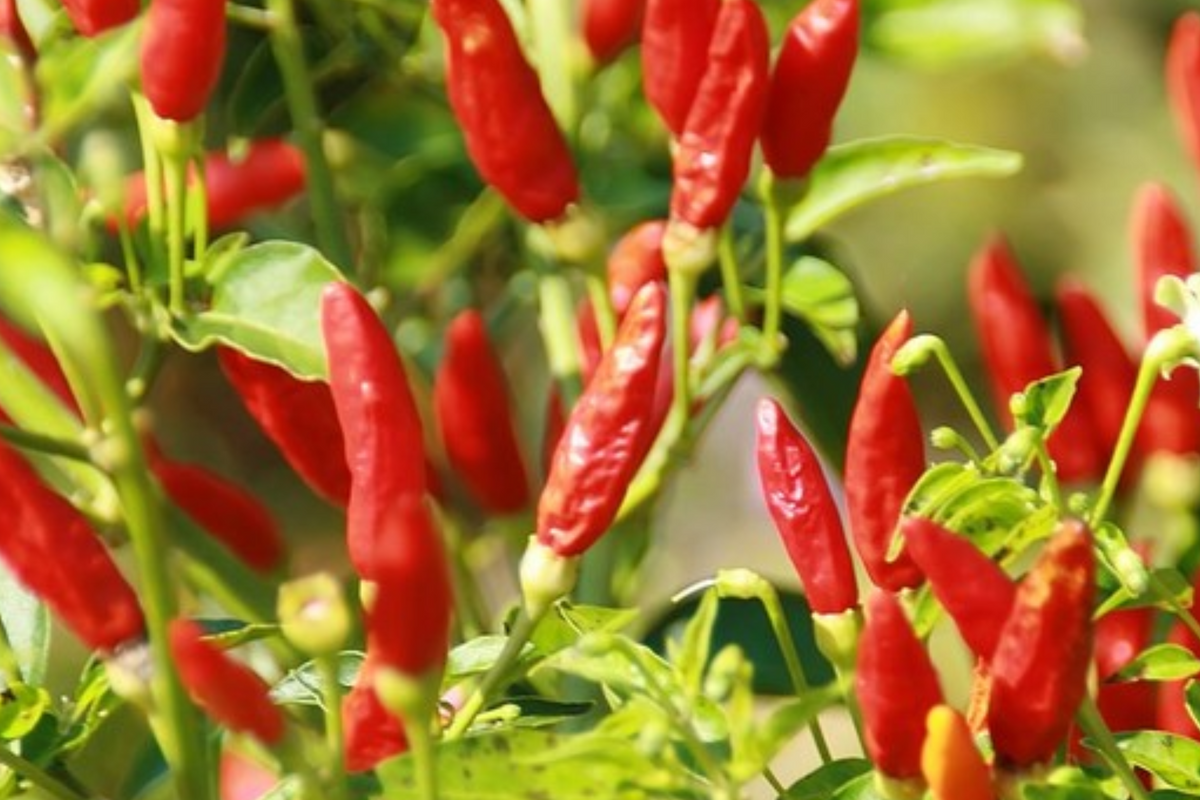 3 Tabasco Pepper Starter Plants - High Yield Spicy Chili - Capsicum frutescens for Hot Sauce & Container Gardening