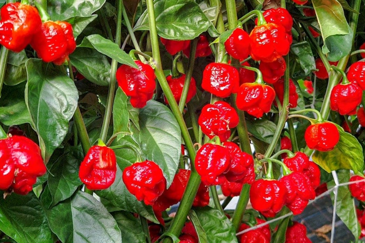 Trinidad Moruga Scorpion Pepper Starter Plants - 3 Pack - Super Hot Chili - Capsicum chinense - Ideal for Gardens & Containers