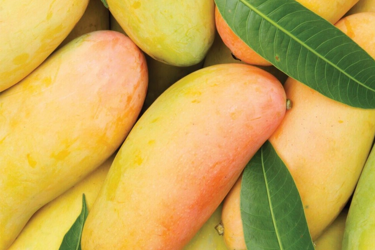 Grafted Mango Mahachanok Starter Plant Seedling - 3'-4' Live Fruit Tree (Mangifera indica) - Sweet, Fiber-Free Mango for Garden
