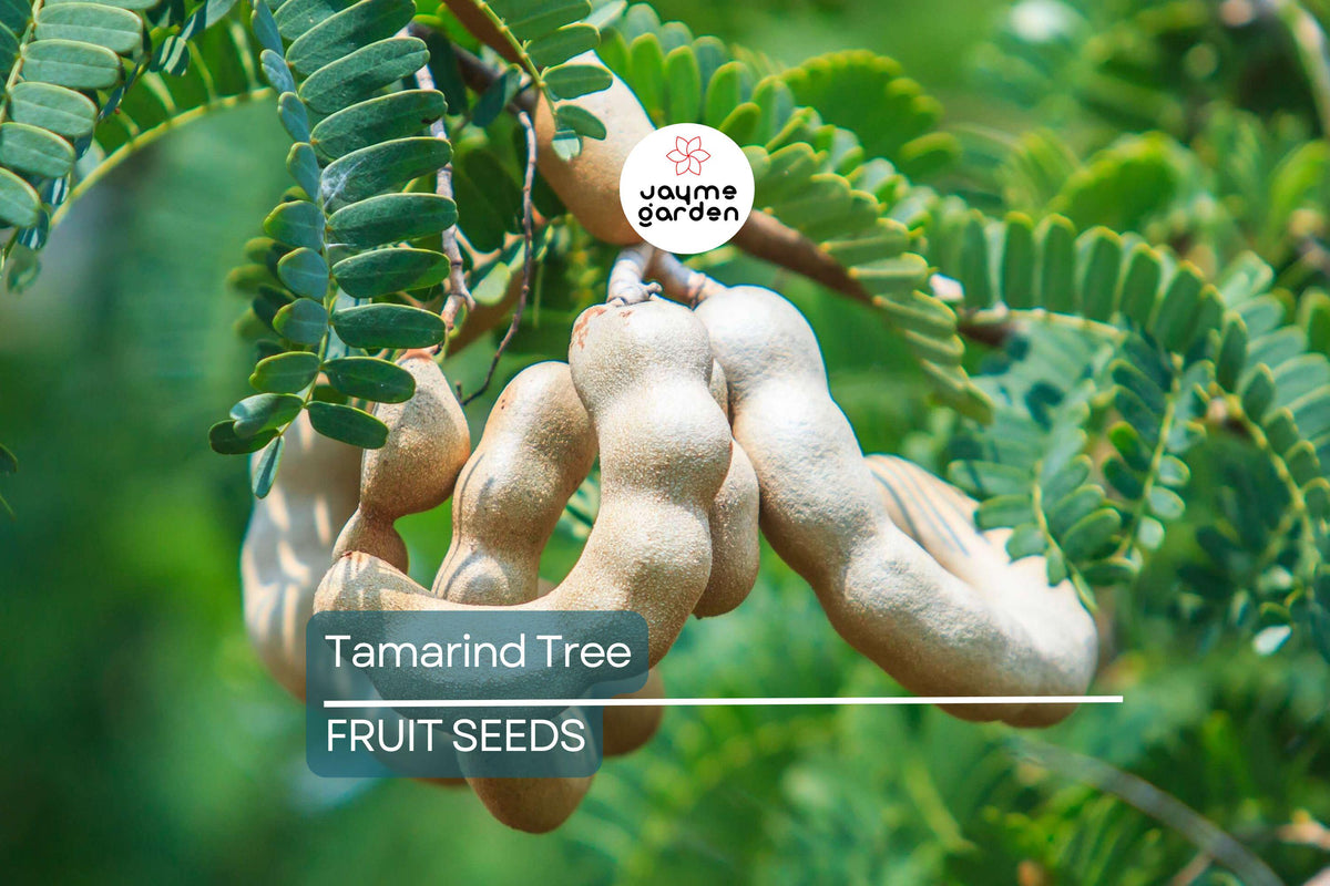 Tamarind Tree Seeds - 5 Pack, Tropical Fruit, Edible Plant, Bonsai Potential, Tamarindus indica, Rare Seed Collection