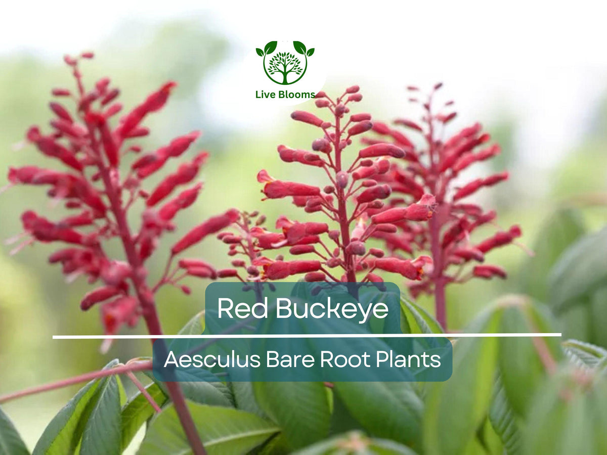 Red Buckeye Trees - 6-12” Bare Root Saplings - Aesculus pavia - Native Flowering Tree with Red Blooms for Pollinators
