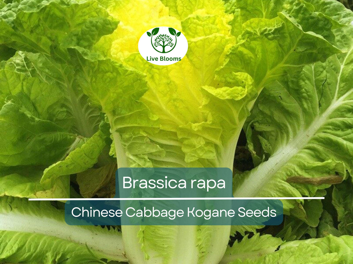 150 Seeds Chinese Cabbage Kogane - Brassica rapa Heirloom for Planting | Crisp Tender Leaves for Asian Dishes, Salads & Stir-Fries