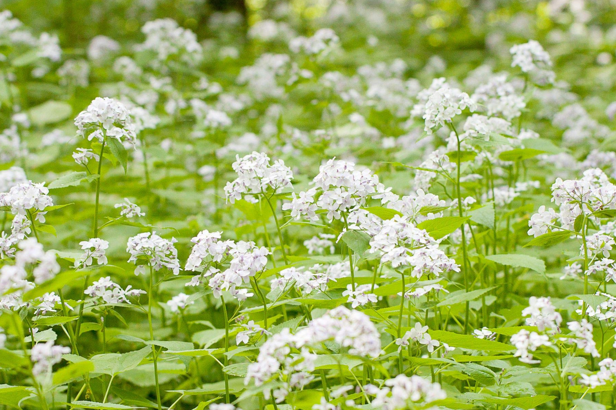 50+ Money Plant Seeds - Violet Biennial Flower - Lunaria Biennis - Drought-Tolerant, Pollinator-Friendly Garden Seeds
