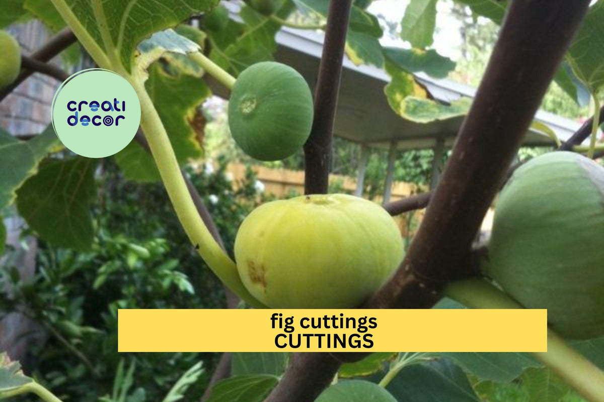 Fig Tree Cuttings (2) | Fresh Unrooted Ficus carica Scions | Easy to Root for Edible Gardens and Home Growers