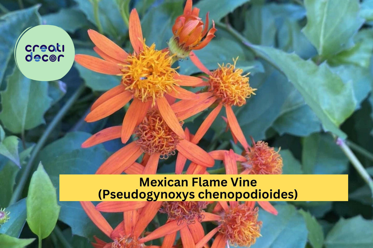 Mexican Flame Vine Cuttings - 10 Unrooted 5–7" Bright Orange Blooms - Pseudogynoxys chenopodioides Tropical Climber