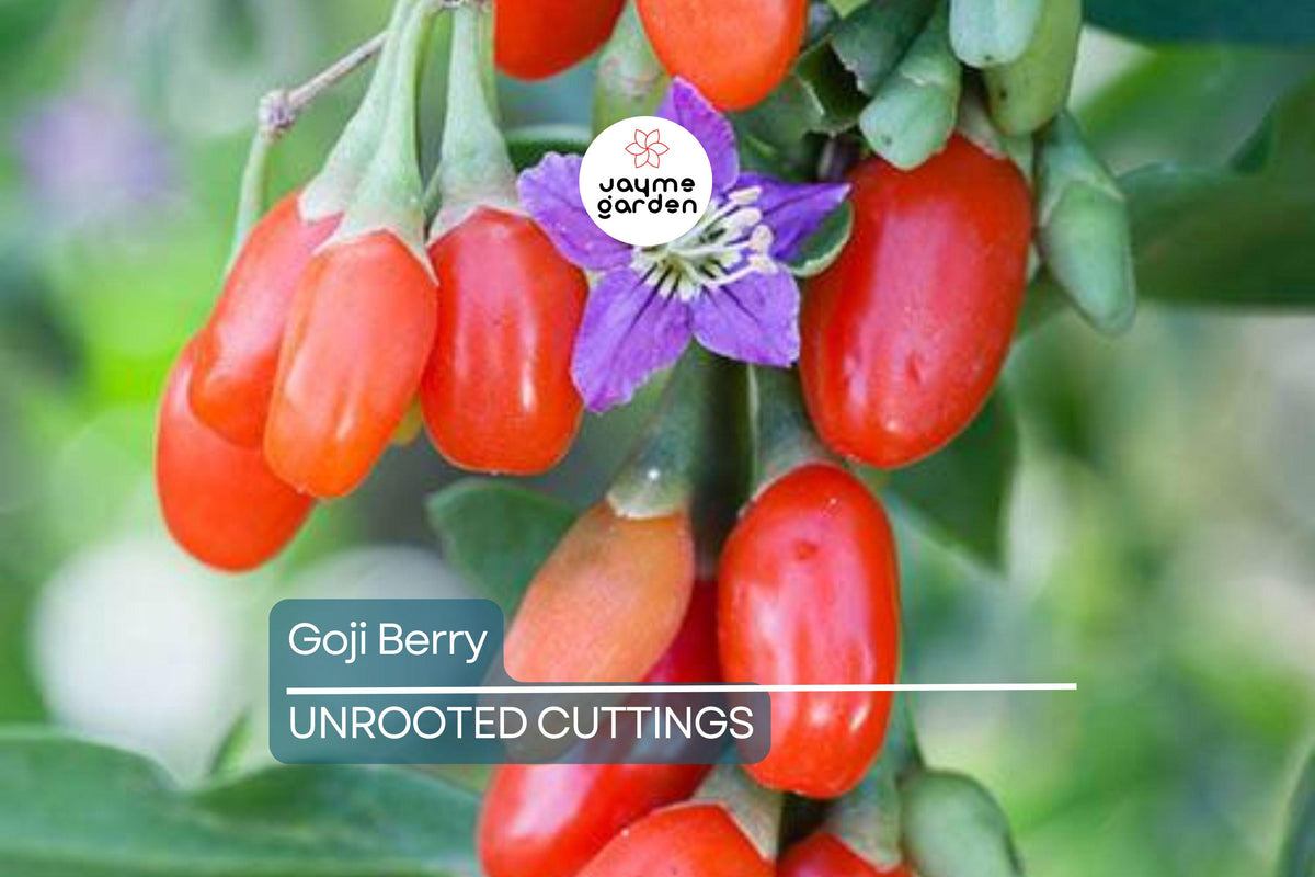 3 Goji Berry Plants + 3 Cuttings | Bare Root Wolfberry, Lycium barbarum | Fast Growing, Self-Pollinating, Fresh Berries