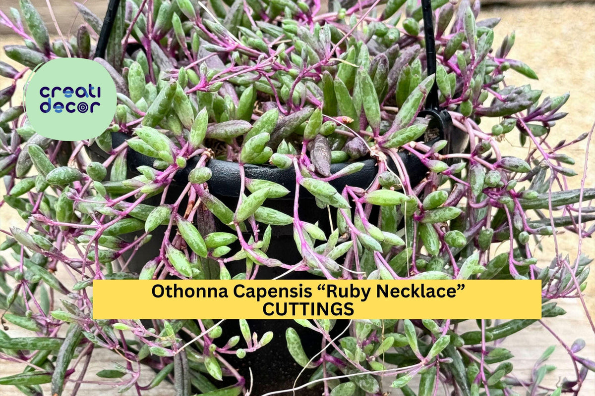 10 Ruby Necklace Cuttings - Othonna Capensis Succulent - Organic Trailing Purple Stems for Pots & Rock Gardens