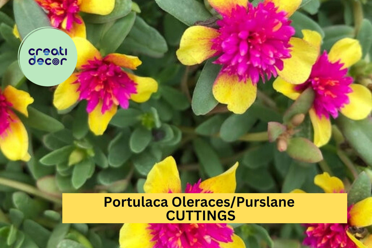 5 Double Guava Portulaca Cuttings - Pink Blooming Purslane - Portulaca oleracea - Easy Root, Heat Tolerant, Drought Resistant