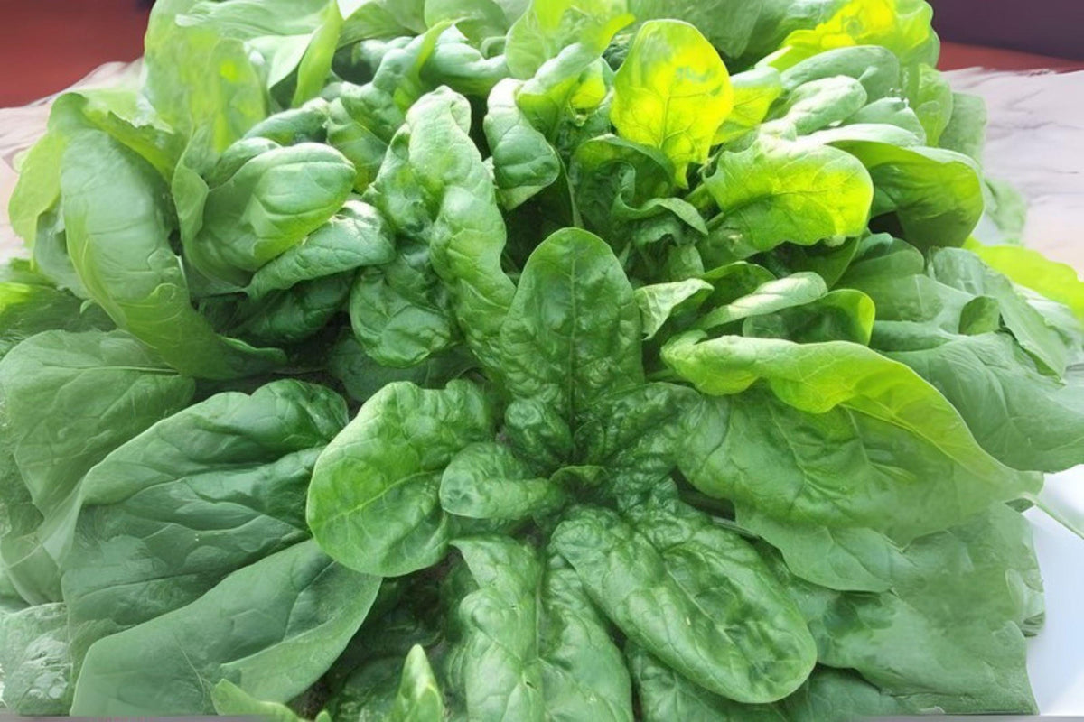 1g Spinach Seeds Viroflay | Giant Heirloom Leafy Green | Classic Vegetable for Home Garden