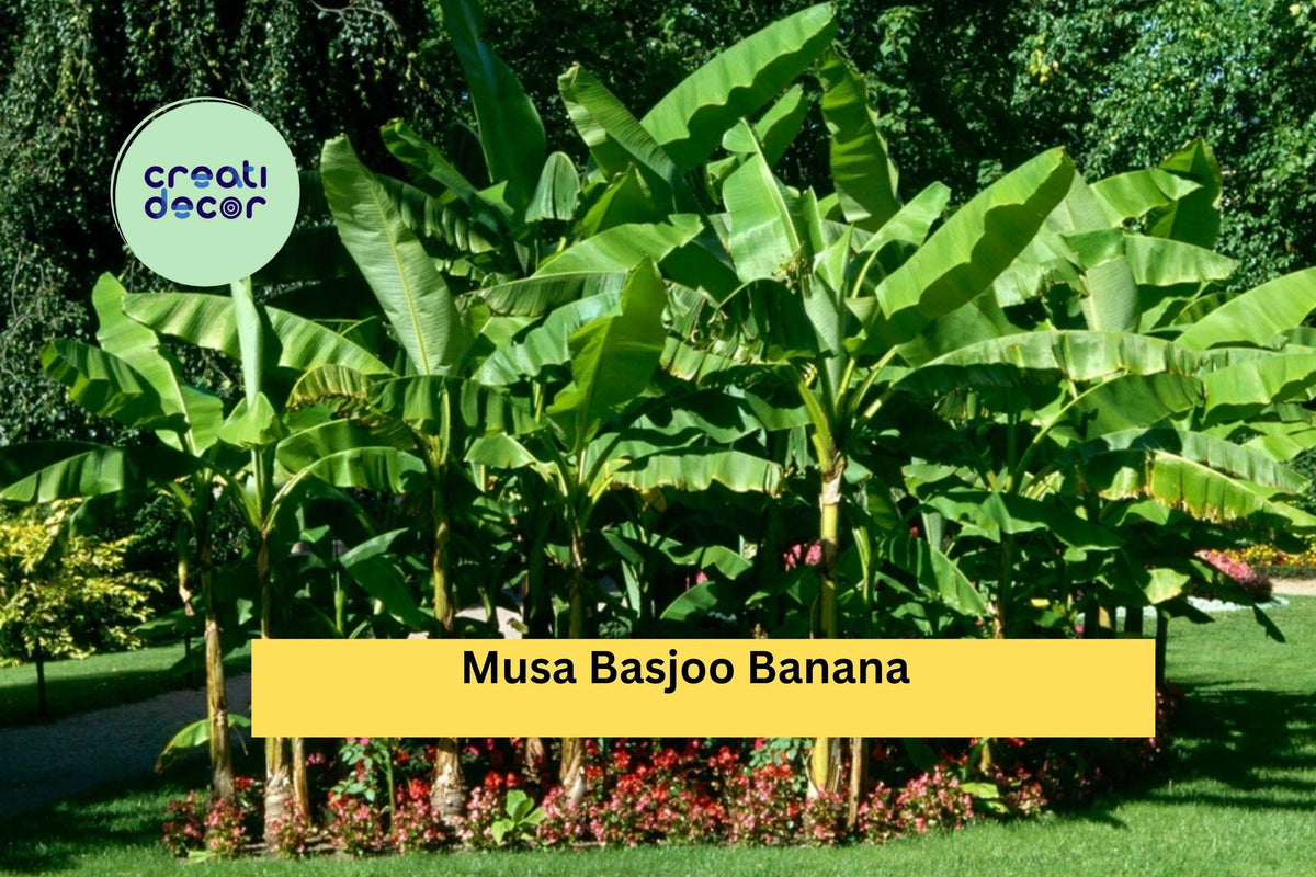 Musa basjoo Hardy Banana Plant | Cold Tolerant Tropical Foliage | Live Starter Plant for Outdoor Garden & Landscape