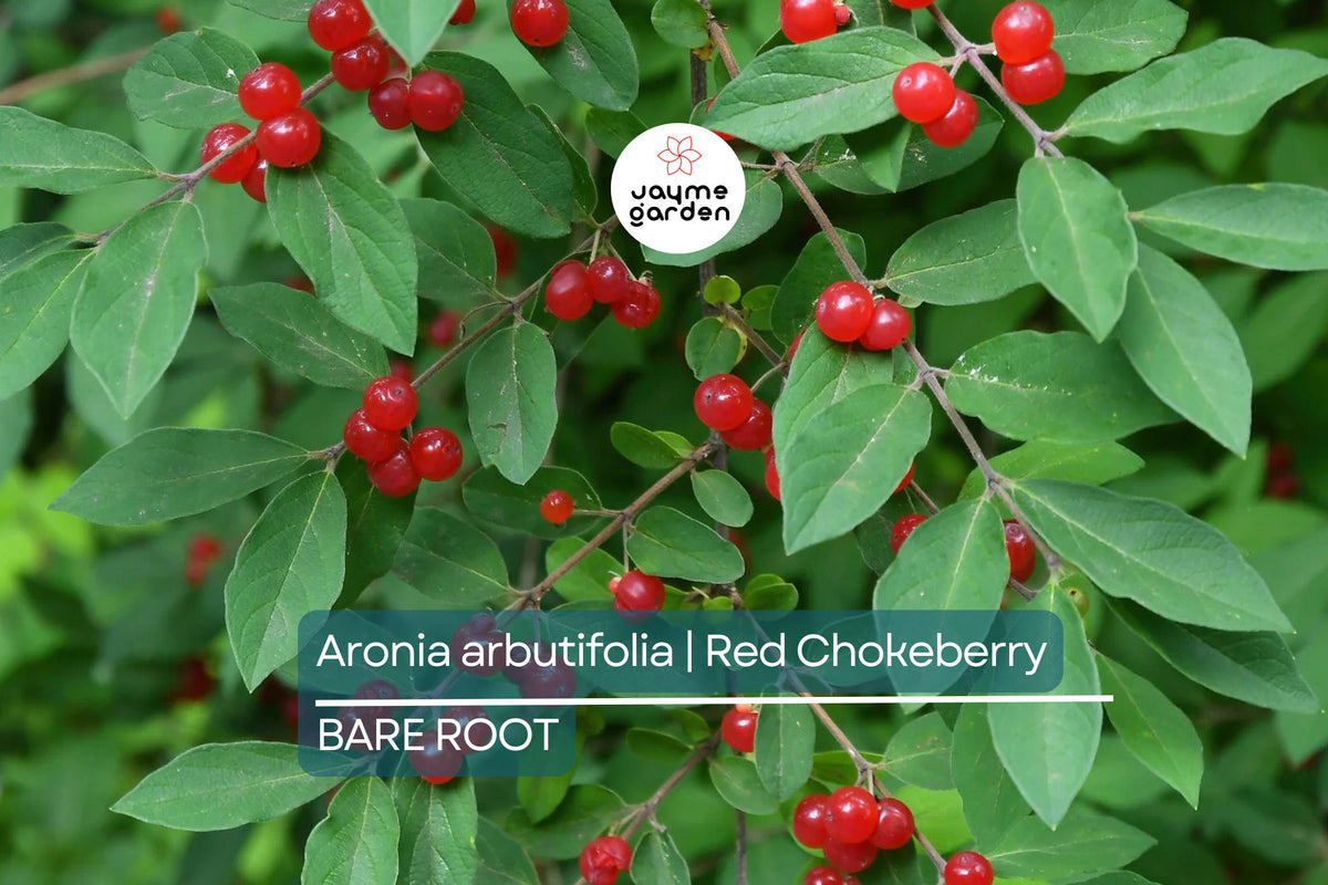 Red Chokeberry Shrubs | 2 Bare-Root Plants | Pollinator-Friendly, Edible Berries | Aronia arbutifolia | Fall Color & Erosion Control