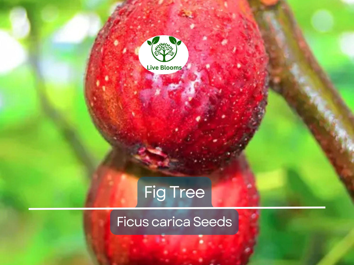 40 Fig Tree Seeds | Ficus carica | Non-GMO | Sweet Edible Figs | Easy to Grow Shrub for Garden & Preserves