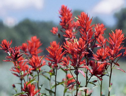 500 Castilleja linariifolia Seeds | Split-Leaf Paintbrush | Wyoming Indian Paintbrush | Native Perennial Wildflower Seeds