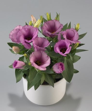 Lisianthus Live Plant 2-5" Lilac Shade Eustoma grandiflorum - Perennial Flower for Zones 8-10, Ideal for Bouquets & Containers