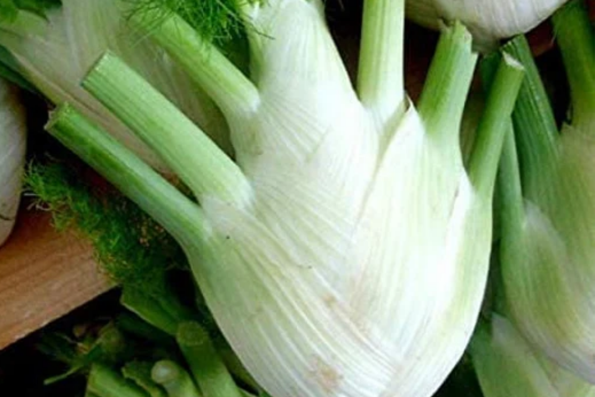 400 Florence Fennel Seeds - Non-GMO Heirloom Herb, Culinary Vegetable - Foeniculum vulgare var. azoricum - USA Seller