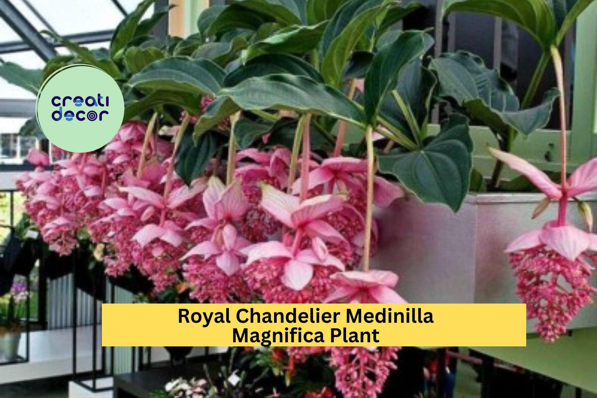 Royal Chandelier Medinilla Magnifica Plant – Live Starter with Pink Blooms – Rare Tropical Houseplant for Indoor Gardening