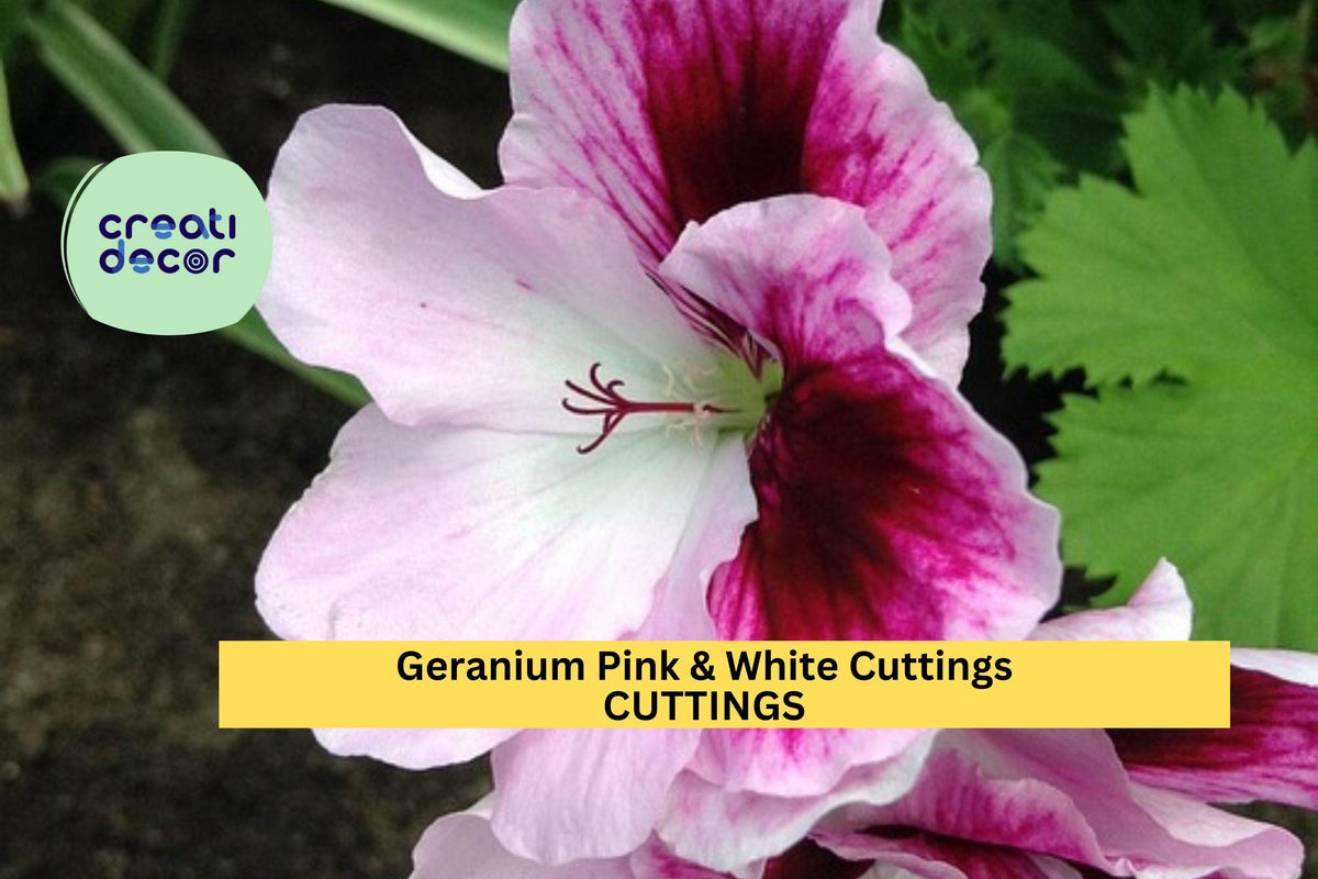 3 Geranium Cuttings | Pink & White Pelargonium | Easy to Grow Starter Plant for Pots & Gardens