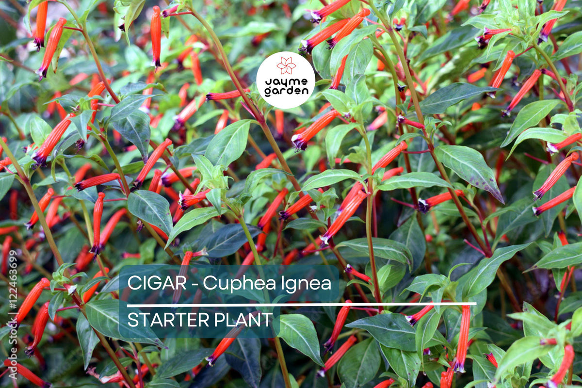 Cigar Plant Starter Seedling | Cuphea Ignea | Hummingbird & Butterfly Magnet | Live Plant Grown in the USA