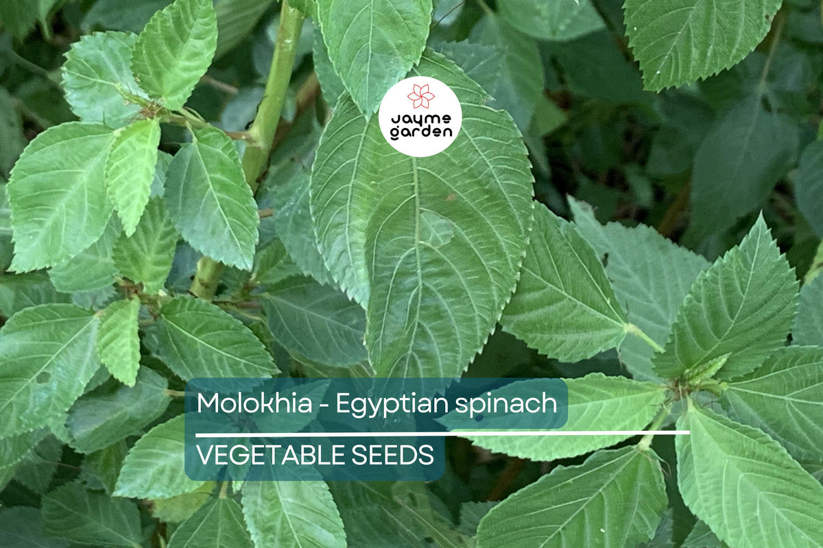 100 Molokhia Seeds | Egyptian Spinach | Non-GMO Heirloom | Corchorus olitorius | Nutrient-Rich Superfood for Easy Gardening