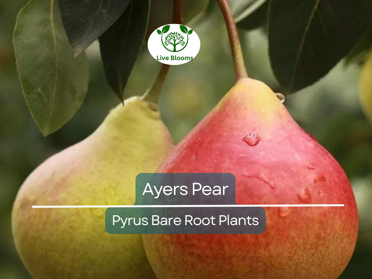 Ayers Pear Tree – 2ft Live Bare Root Fruit Tree – Sweet Juicy Pears – Pyrus communis – Disease-Resistant & Self-Pollinating