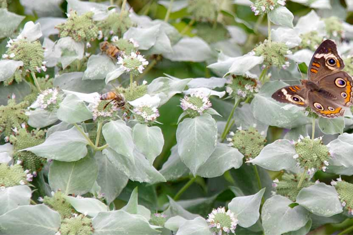 650 Mountain Mint Seeds - Pycnanthemum pilosum - Fragrant Tea Herb - Attracts Pollinators - Non-GMO, White Flower Mint