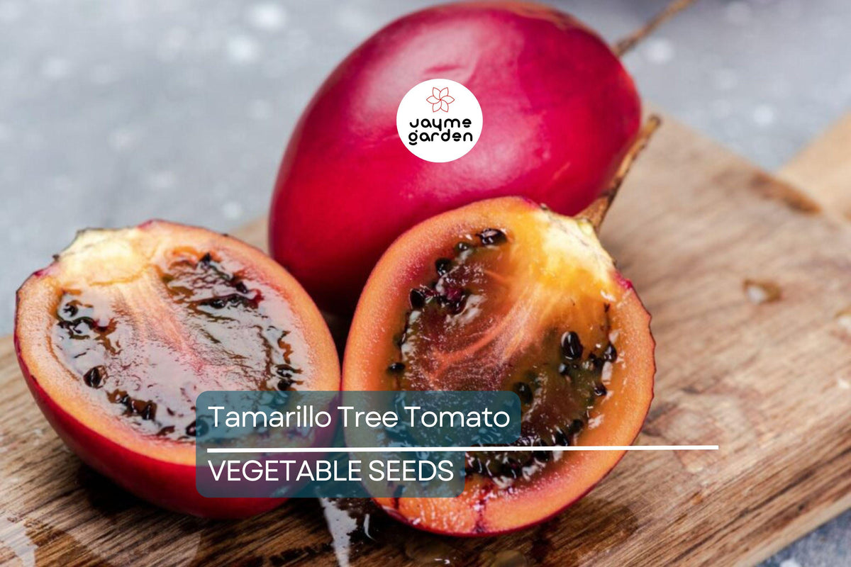 10 Tamarillo Tree Tomato Seeds, Fast-Growing Exotic Fruit, Cyphomandra betacea, High-Yielding, Ideal for Containers or Warm Climates