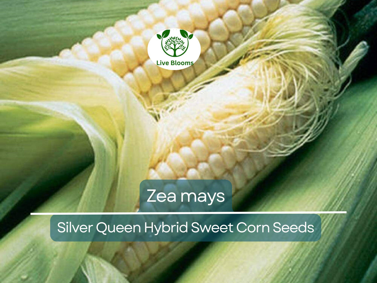 35 Seeds Silver Queen Hybrid Sweet Corn - Zea mays | Heirloom Sweet Corn for Planting, Gardening & Fresh Summer Harvests