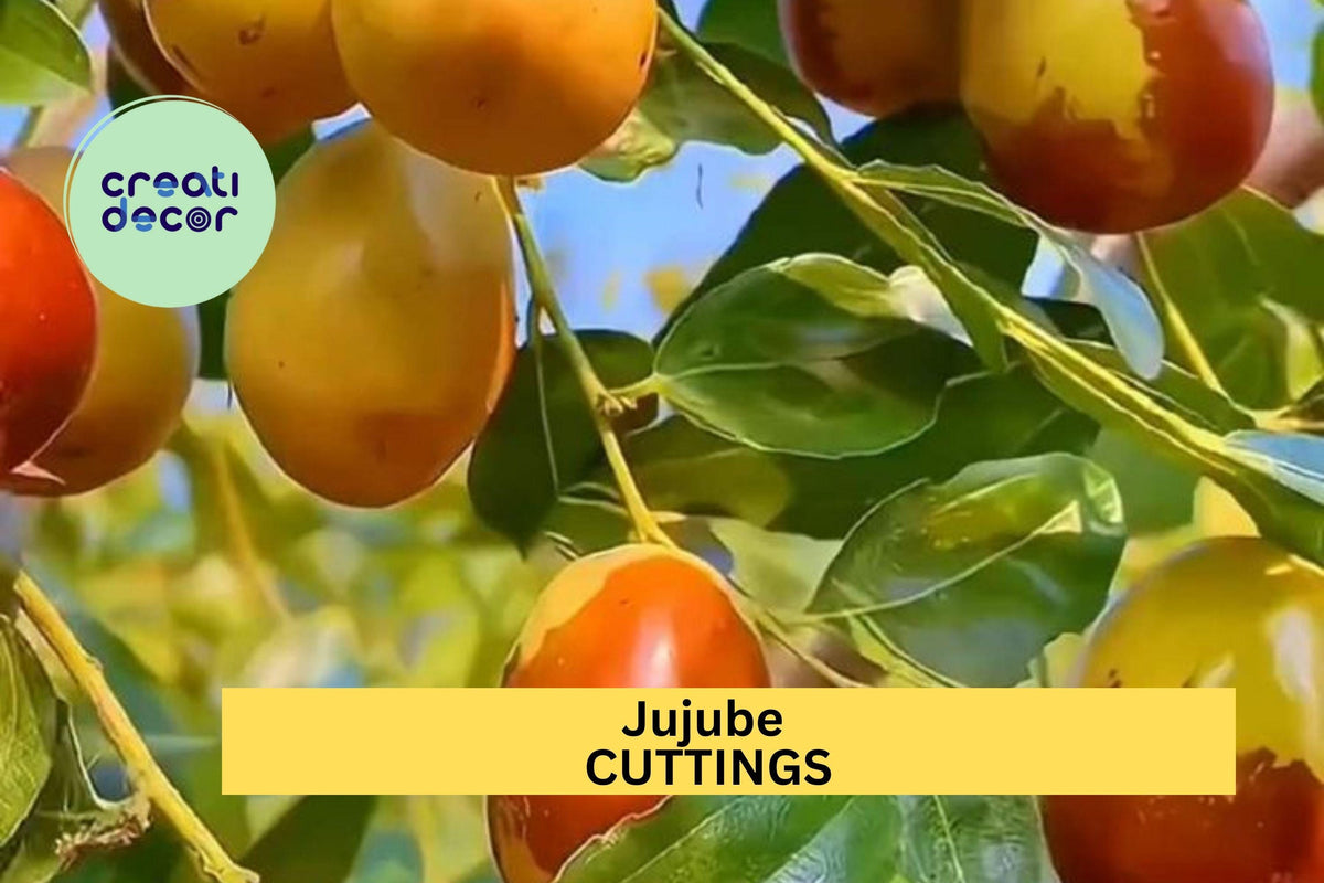 5 Unrooted Sherwood Jujube Cuttings - Chinese Red Date - Ziziphus jujuba - Ideal for Grafting & Propagation - Drought-Tolerant